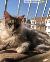 Gatto smarrito(a) a Sao Goncalo
