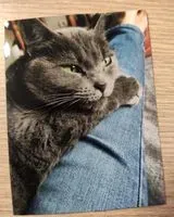 URGÊNCIA: Gato perdido(a) em Bonneville-Aptot