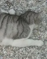 Cat found in Saint-Julien-de-Concelles