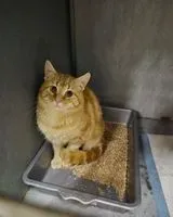 URGENZA: Gatto trovato(a) a Luçon