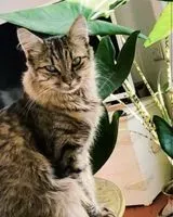 URGÊNCIA: Gato perdido(a) em Aix-en-Provence