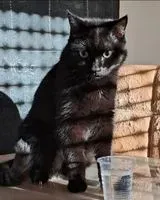 URGENCE : Chat perdu(e) à Paris