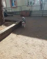 NOTFALL: Hund in Bègles gefunden