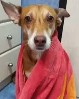 URGÊNCIA: Cão encontrado(a) em Caracas