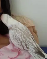 URGENCE : Oiseau perdu(e) à Nantes
