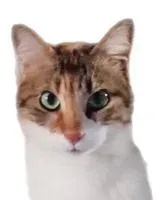 URGÊNCIA: Gato perdido(a) em Livorno