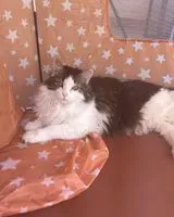 Gato perdido(a) en Utebo