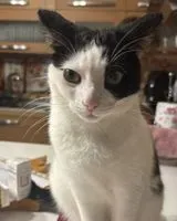 EMERGENCY: Cat lost in Aci Bonaccorsi