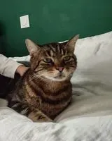 URGÊNCIA: Gato perdido(a) em Montaigu-Vendée