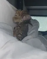 Gato perdido(a) en La Boissiere De Montaigu