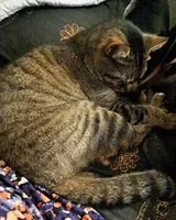 Gato perdido(a) en Nipomo