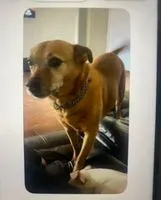 Dog lost in Abilene