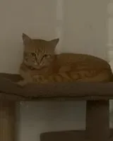 Katze in Bengaluru verloren