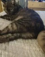 Cat lost in Jesi