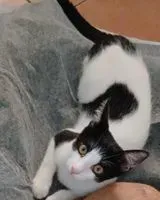 Gatto smarrito(a) a Palermo