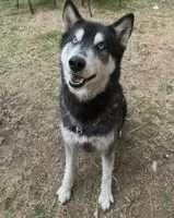 Dog lost in Cuautinchan