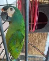 Bird lost in Alberique