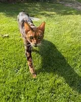 Katze in Bad Saarow gefunden