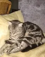 URGENCE : Chat perdu(e) à Saint-Philbert-de-Bouaine