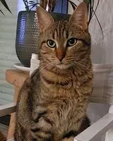 URGENCIA: Gato perdido(a) en Oree Danjou