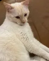 URGÊNCIA: Gato perdido(a) em Saint-Ciers-d'Abzac