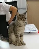 Cat found in Saint-Denis-de-Pile