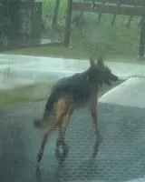 Dog seen in Alajuela