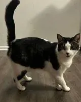 EMERGENCY: Cat lost in Westminster