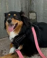 NOTFALL: Hund in Le Grau-du-Roi verloren