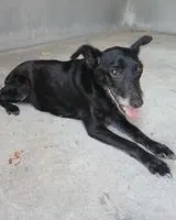Dog found in Montaigu-Vendée