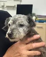 EMERGENCY: Dog found in Saint-Denis-de-Pile