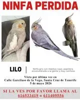 NOTFALL: Vogel in Santa Cruz De Tenerife verloren
