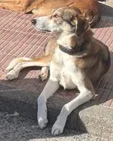 URGÊNCIA: Cão perdido(a) em Sant Jaume dels Domenys