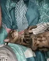 EMERGENCY: Cat lost in Héric