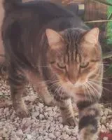 NOTFALL: Katze in Le Castellet verloren