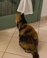 Gato perdido(a) en Livorno