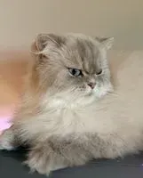 Katze in La Garde Adhemar verloren