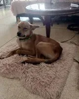 Dog lost in Caracas