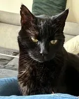 URGÊNCIA: Gato perdido(a) em Cugand-la-Bernardière