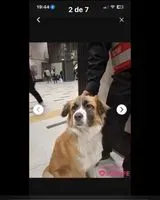 Cão encontrado(a) em La Reina
