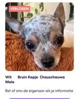 NOTFALL: Hund in Genhout verloren