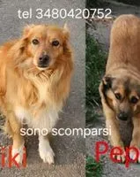 Perro perdido(a) en Cerea