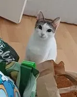 Cat lost in Hamburg
