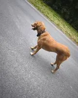 EMERGENCY: Dog seen in Le Fleix