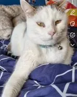 Gato perdido(a) en Vallet