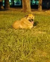 Dog lost in Vitoria-Gasteiz