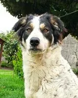 Cane smarrito(a) a Castelgerundo