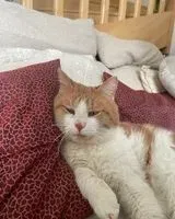 EMERGENCY: Cat lost in Saint-Hilaire-de-Clisson