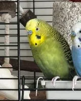 NOTFALL: Vogel in Carouge verloren