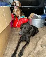 URGÊNCIA: Cão encontrado(a) em Saint-Denis-d'Orques